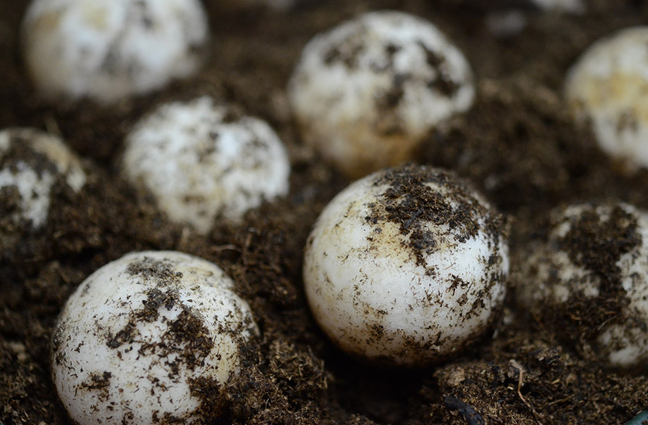 The eggs of yellow-foot tortoise