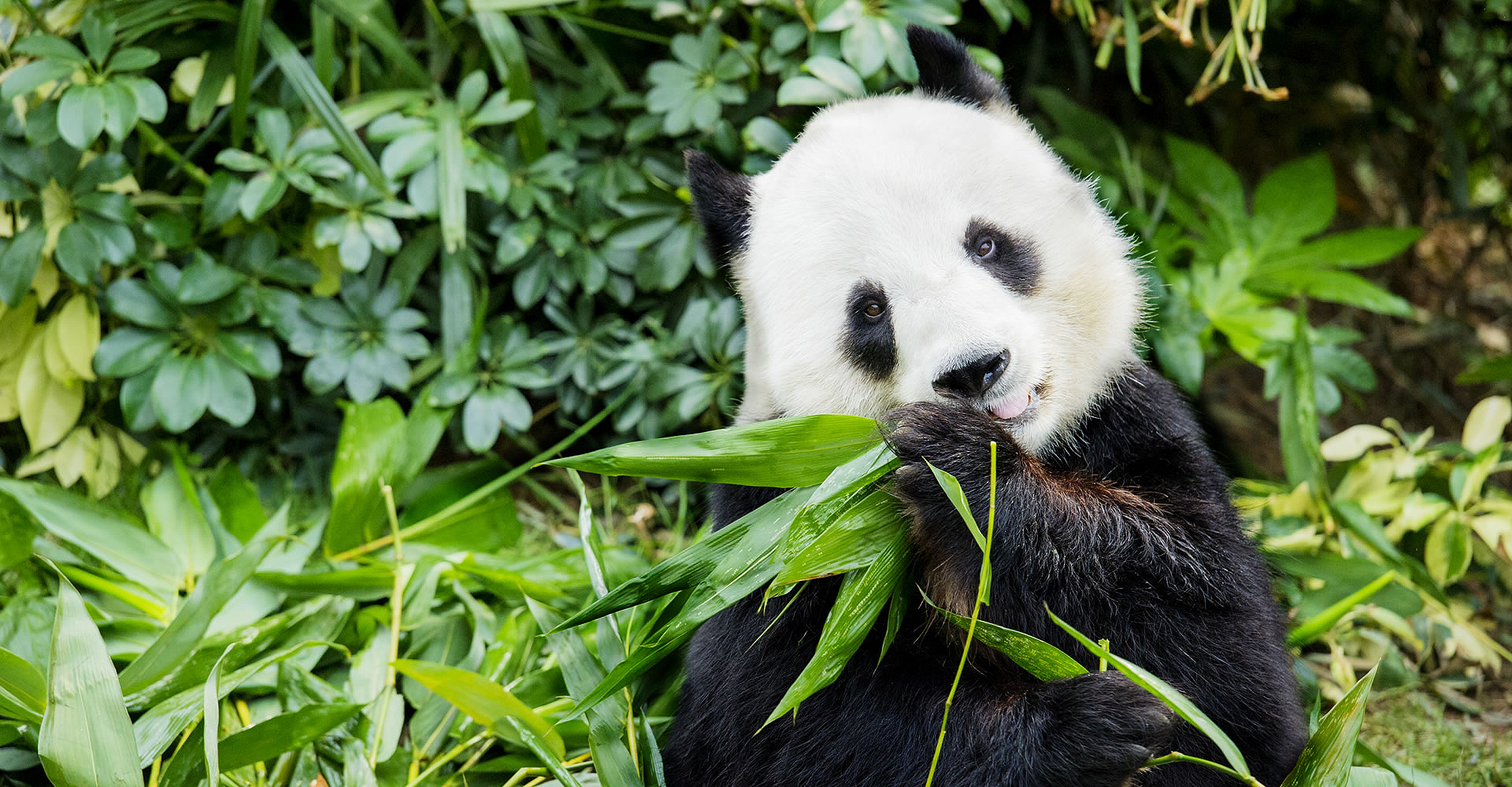 Giant Panda Adventure | Attractions | Park Experience | Ocean Park Hong