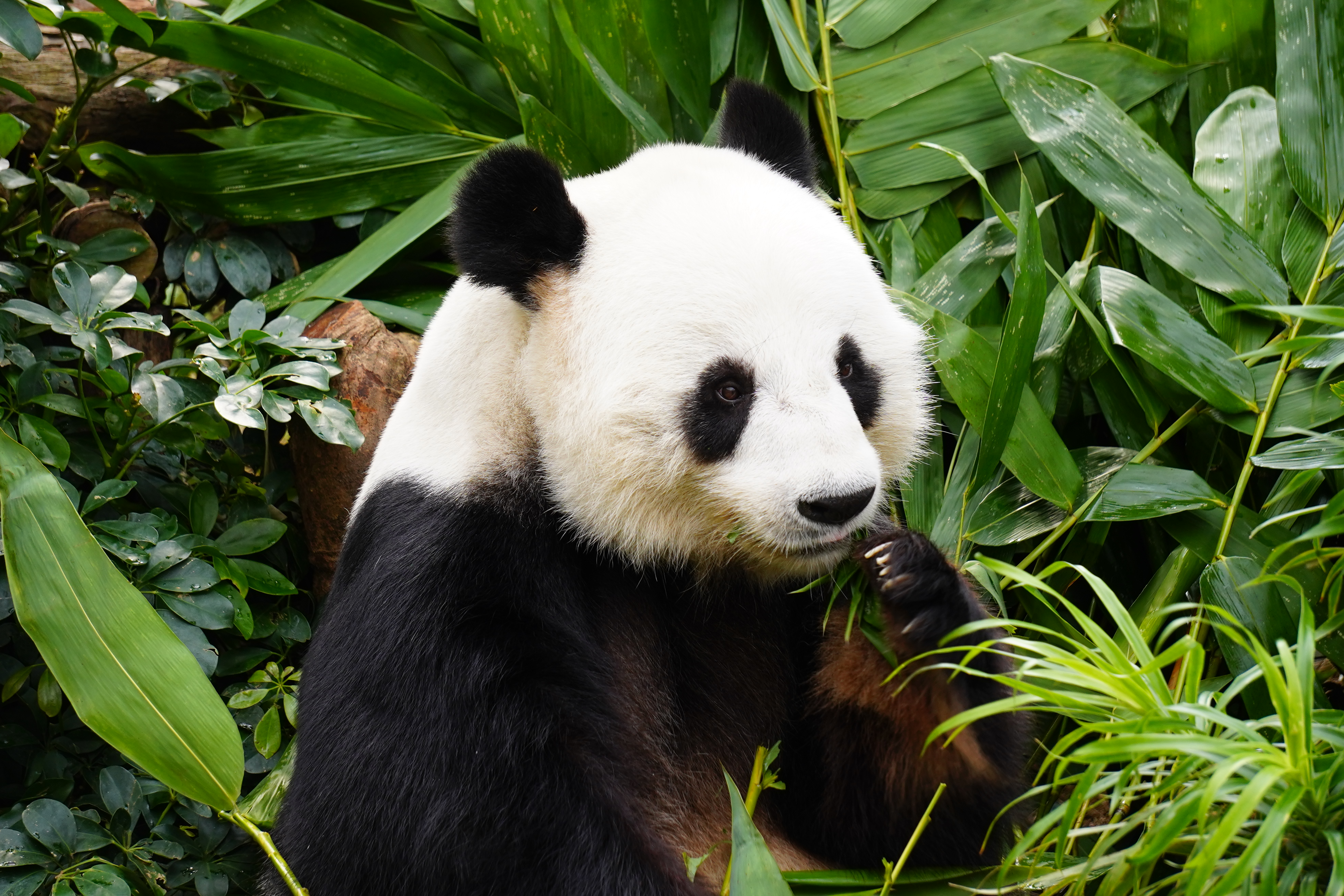 Learn about Breeding of Giant Panda 