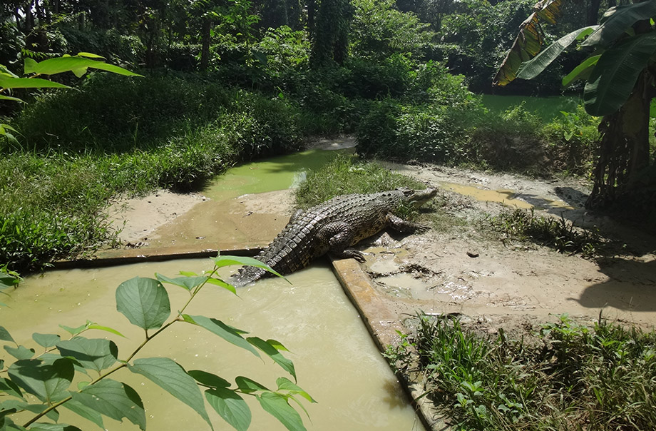 A female crocodile in Bangladesh guarding its nest