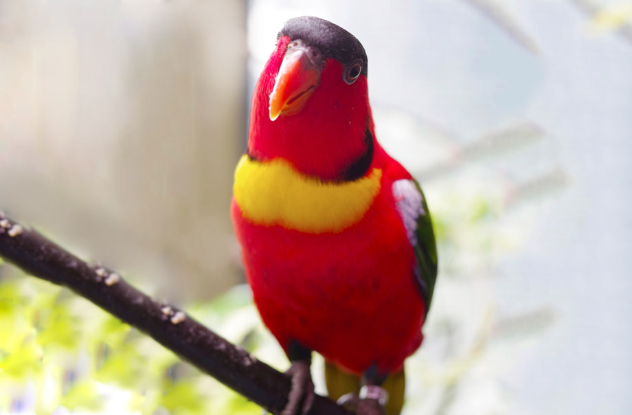 Breeding and Reintroduction of the Yellow-Bibbed Lory