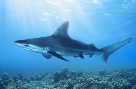 铅灰真鲨