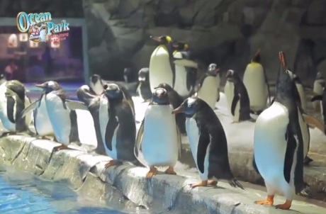 Penguin Adventures	