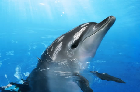 印度太平洋樽鼻海豚