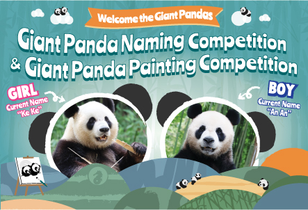 Giant Panda Painting Competition