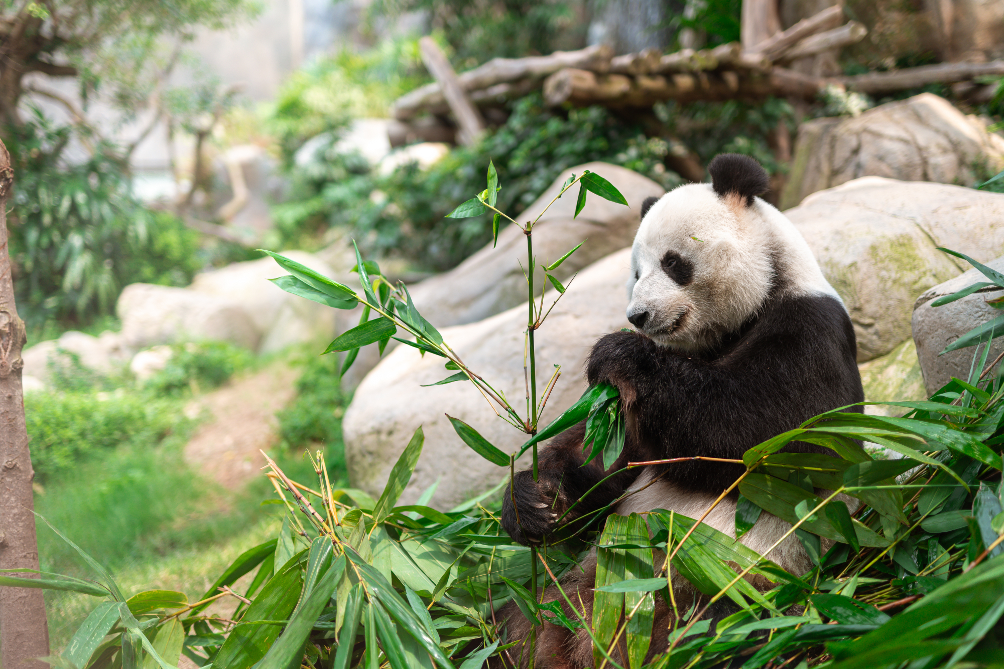 http://media.oceanpark.com.hk/files/s3fs-public/giant-panda-discovery-banner_0.jpg
