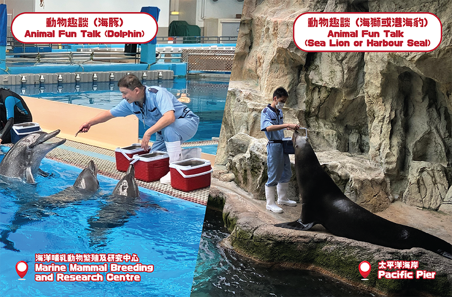 觀察動物護理員餵飼及護理訓練的過程，你更可以欣賞到海豚或海獅及海豹愛玩環境豐容物的一面。