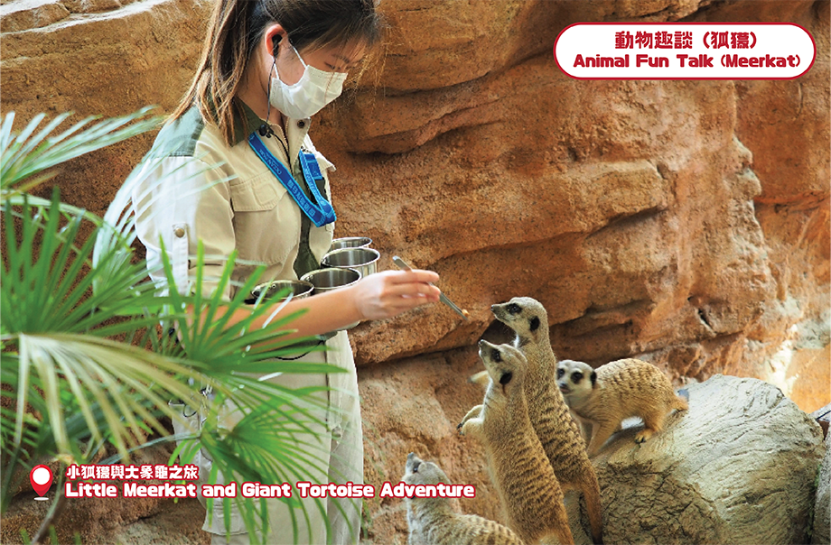 What is included in the daily menu of meerkats? Visitors can observe it though the meerkat feeding demonstration and obtain the answers along with other fascinating knowledge about them!   