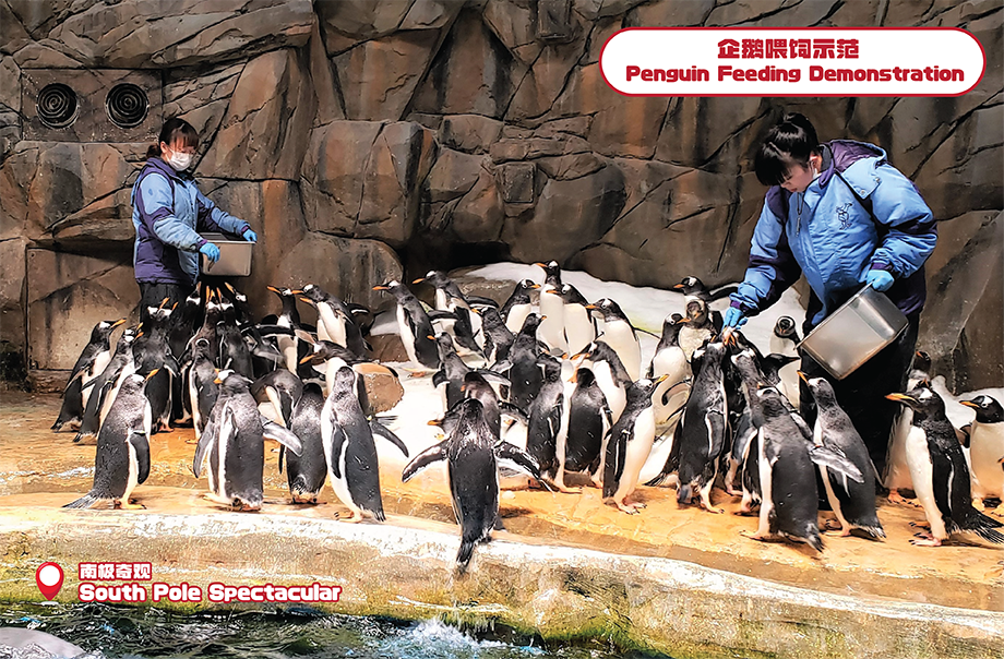 在南极奇观内，游客可观察到可爱企鹅的＂开餐＂日常，认识它们有趣的进食行为。