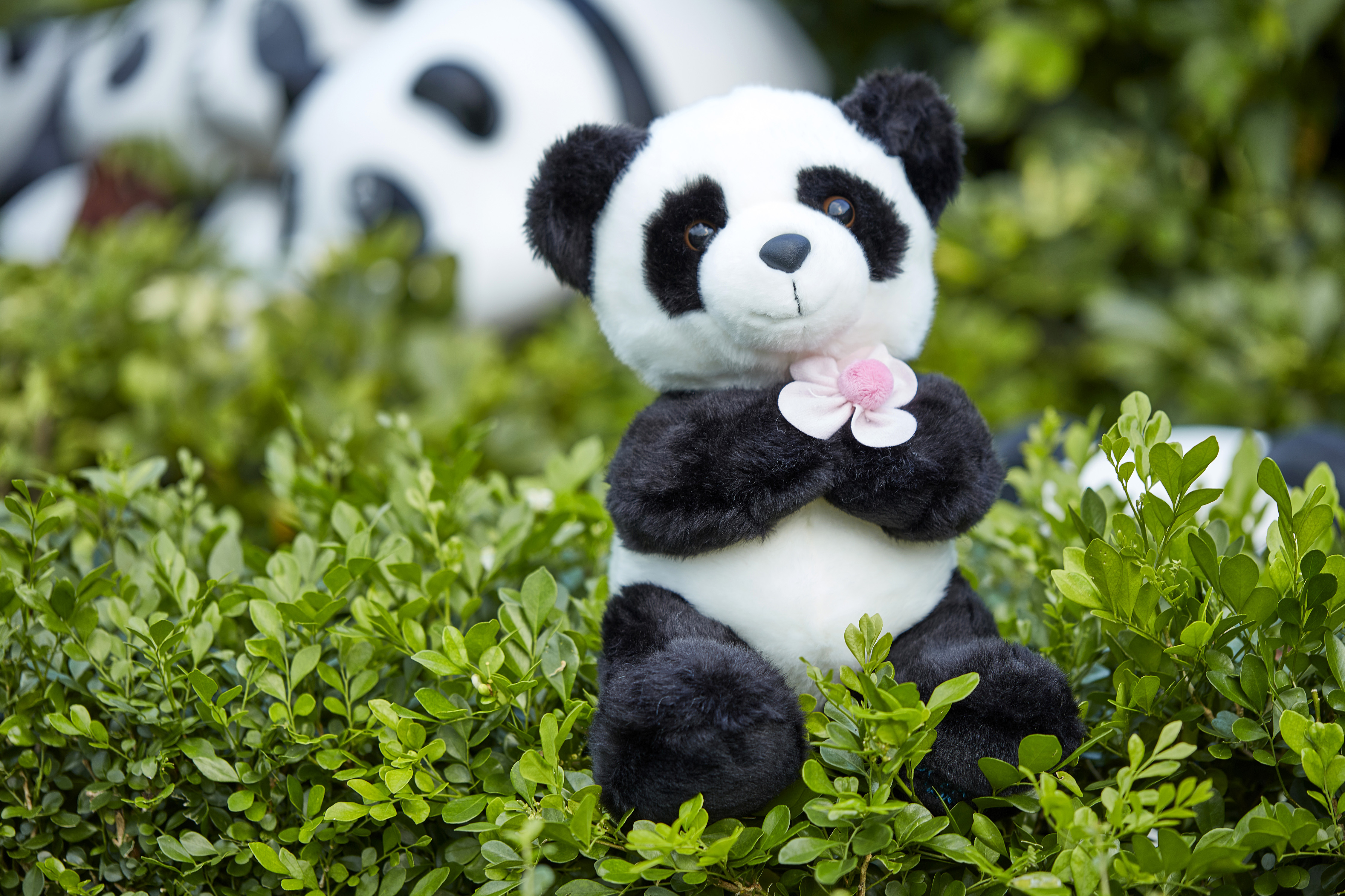 Panda with flower