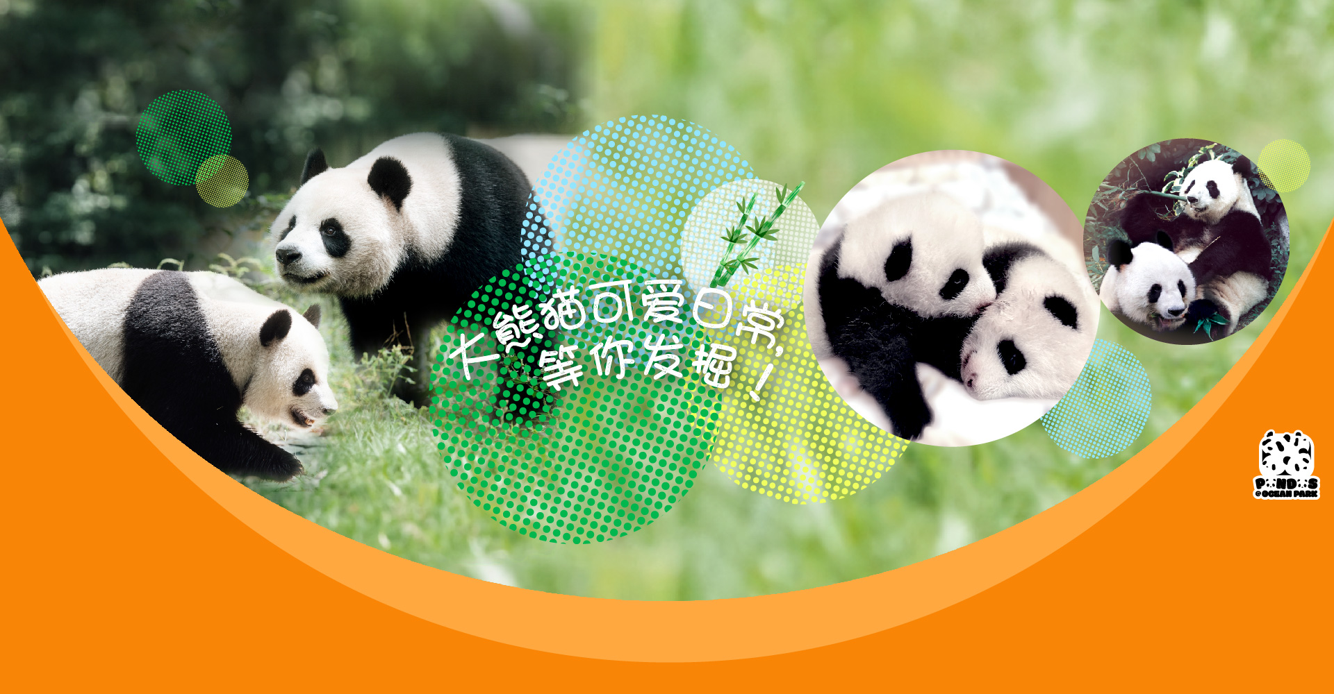 http://media.oceanpark.com.hk/files/s3fs-public/op-gaint-panda-delights-banner-sc-1920x1000.jpg