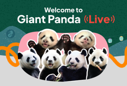 Hong Kong Giant Panda Live