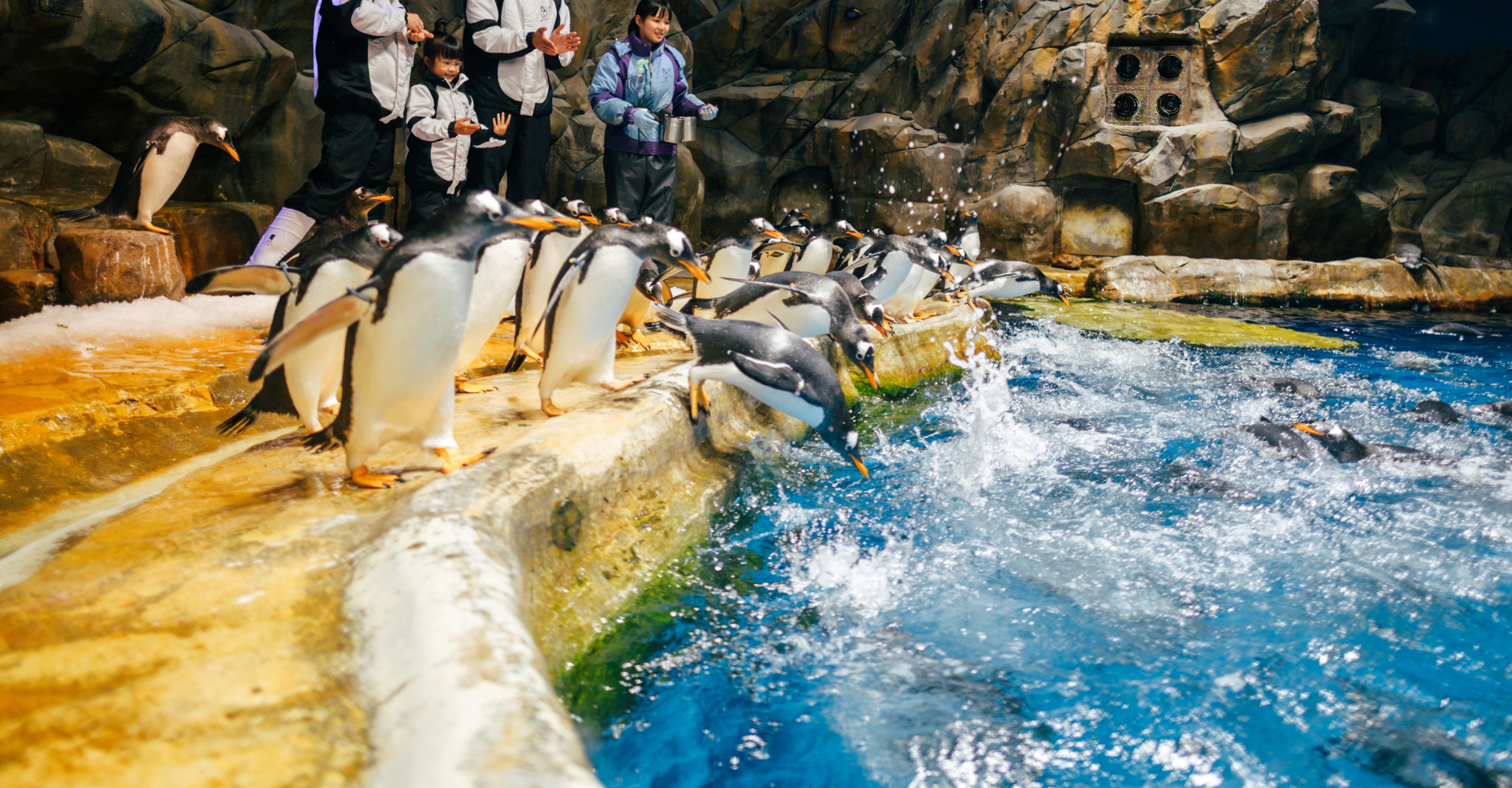 http://media.oceanpark.com.hk/files/s3fs-public/penguin-expedition-innerpage-d-r2.jpg
