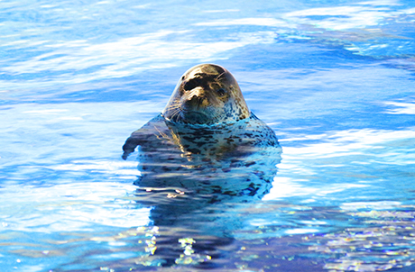 Seal Feeding