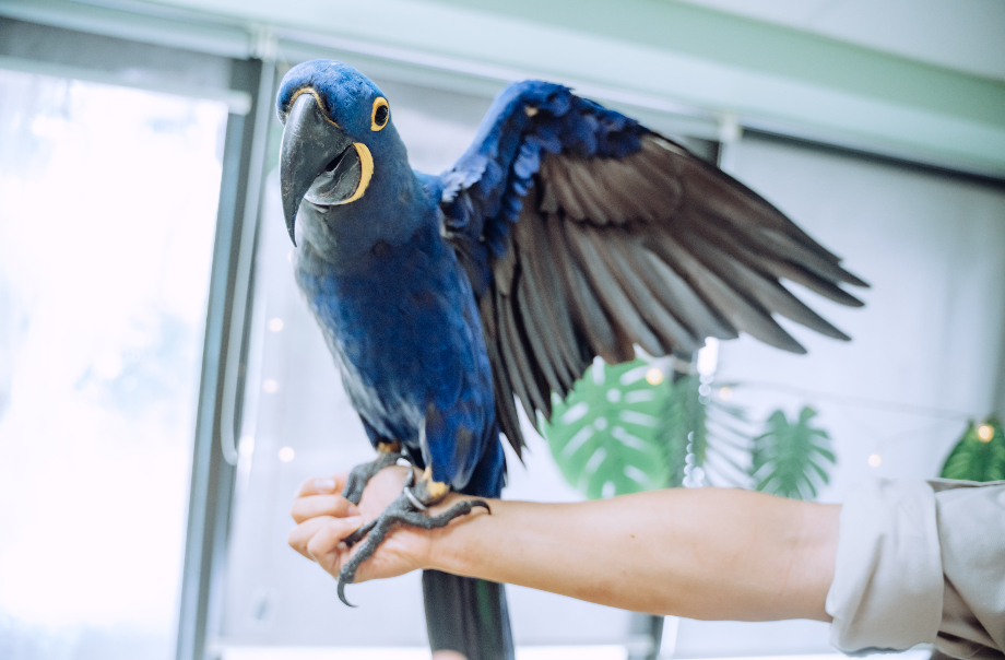 Observe the interactions between macaw and the caretaker​