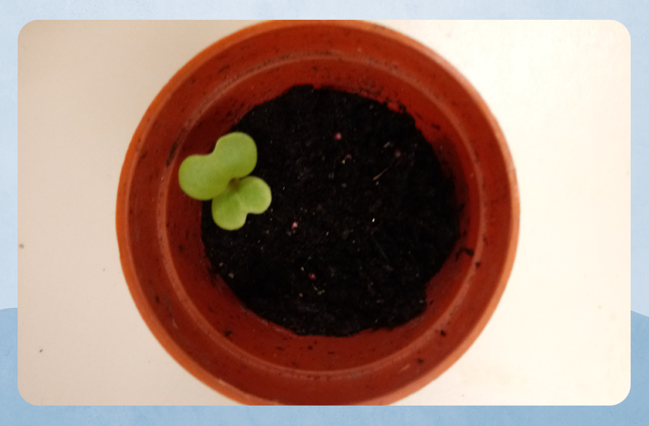 True Light Middle School Of Hong Kong オーシャンパーク True Light Middle School Of Hong Kong オーシャンパーク