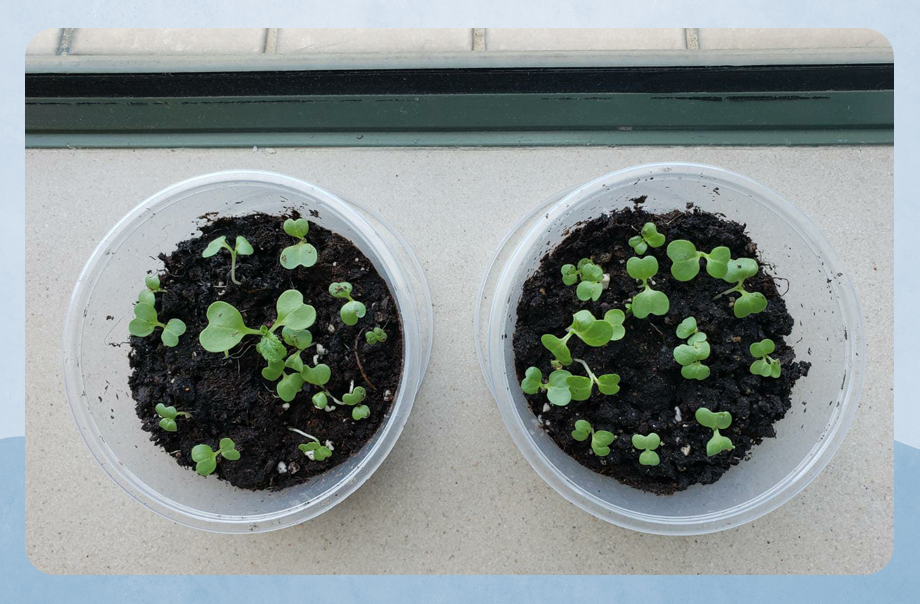 True Light Middle School Of Hong Kong オーシャンパーク True Light Middle School Of Hong Kong オーシャンパーク