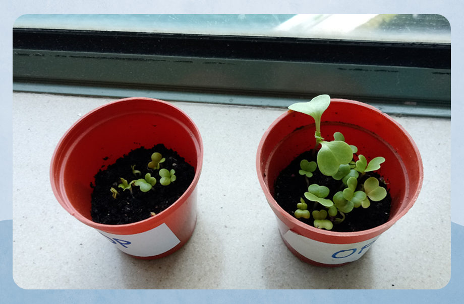 True Light Middle School Of Hong Kong オーシャンパーク True Light Middle School Of Hong Kong オーシャンパーク