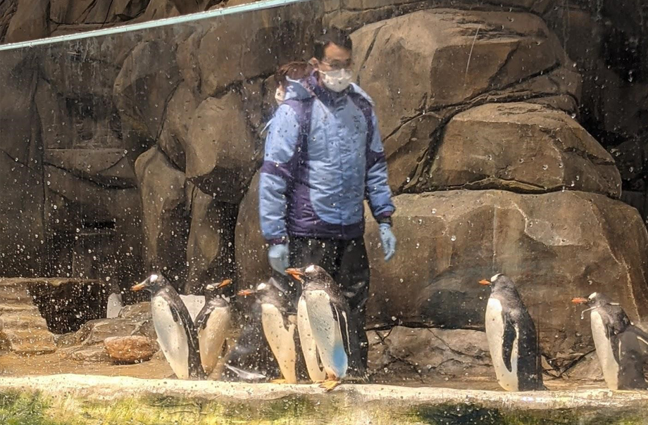 企鵝館內溫度非常低,我拍攝途中亦需出入不斷,但企鵝仍能活於這種溫度下,令我十分驚嘆
