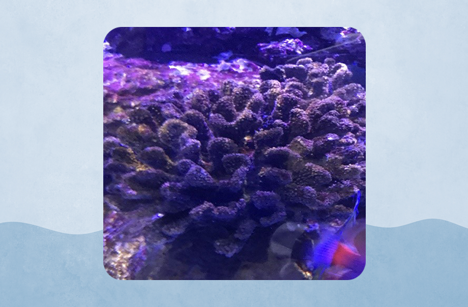 珊瑚好像海中的多肉植物，有許多葉狀突起。在水中它的身邊籠罩著一層夢幻的紫色。