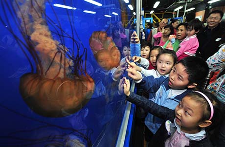 Photo 3: Guests marveled at beautiful sea jellies inside the Park’s breeding centre at the Sea Jelly Spectacular attraction, Here, they were guided through the reproductive process of sea jellies and the importance of protecting our ocean.
