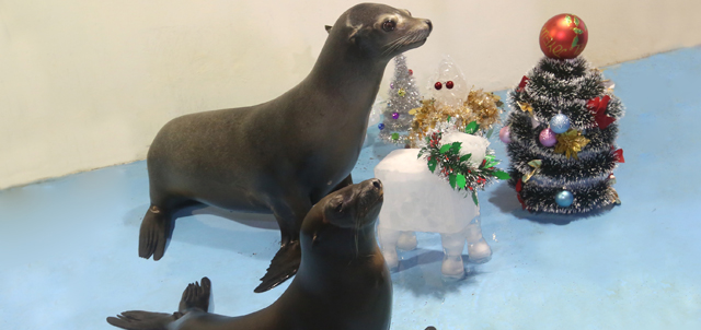 Caption: California Sea lion Tooske and Tiny are trying to mimick the pose of Santa’s reindeer near their very own tinsel-decorated Christmas tree.