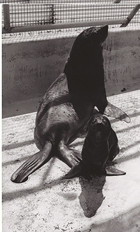 May 1979, The first seal pup born at Ocean Park (African Fur Seal)