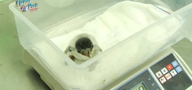 Photo 2: Measuring body weight of the penguins is an essential animal care procedure