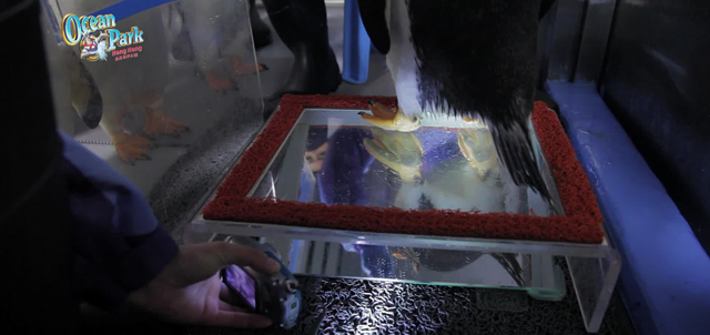 Photo 3: Penguin trainers make use of plastic panels and a mirror to create a simple device to examine penguin feet