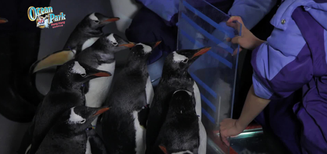 图四:企鹅听从训练员指示等待接受脚部检查　