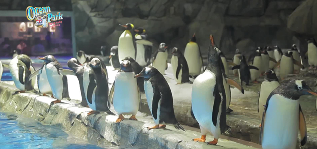 Photo 5: A group of penguins enjoy getting sunbathed