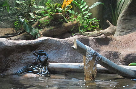  Photo 2: Baby green anacondas born on 10 July 2011