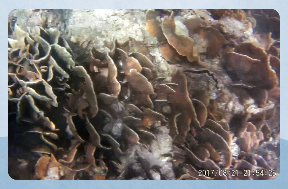 我發現十字牡丹珊瑚多數是共同生長在一個地方,很少獨自生長
