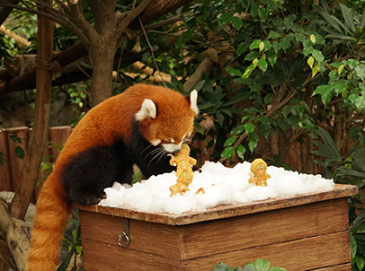 Red panda Cong Cong, who also resides at the same attraction, immerses in the festive atmosphere and wets his appetite as he begins to nibble away at the gingerbread men, specially baked from a concoction of high-fibre biscuits and vegetables by his animal keepers.