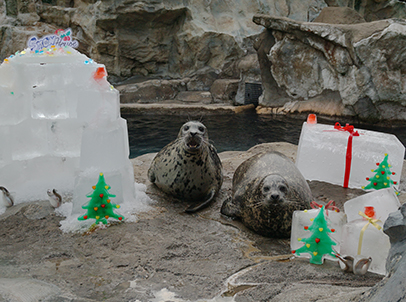 At the Pacific Pier, sea lions and spotted seals join-in a holiday party hosted by their animal keepers, with igloos, Christmas trees, and gigantic presents!