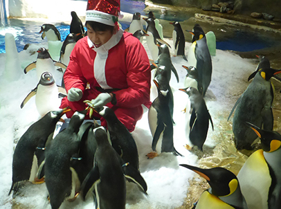 The adorable penguins crowd around their animal keeper who dressed as Santa Claus for the very first time, to receive their presents from Santa’s bucket of goodies.