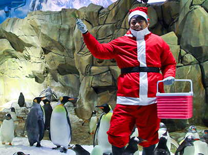 The adorable penguins crowd around their animal keeper who dressed as Santa Claus for the very first time, to receive their presents from Santa’s bucket of goodies.