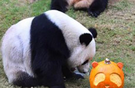大熊猫盈盈乐乐祝各位万圣节快乐！