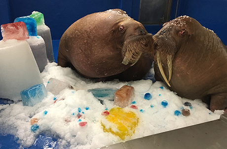 At the North Pole Encounter, animal keepers decorate the home of our two Pacific walruses, Rock and Miru, with coloured ice.