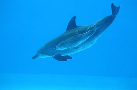 印度太平洋樽鼻海豚Rita於今年9月誕下兒子Rati，母子健康，經常形影不離。（圖1）