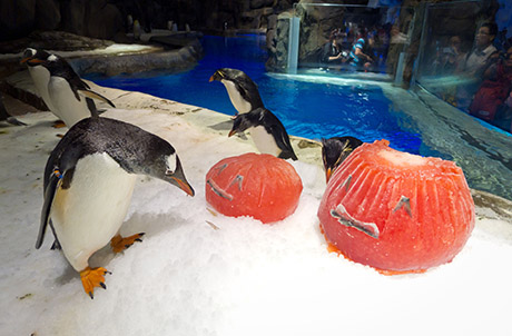 图片说明:动物护理员为【冰极天地】的动物大使新星南极企鹅特别製作冰南瓜，让牠们大快朵颐。
