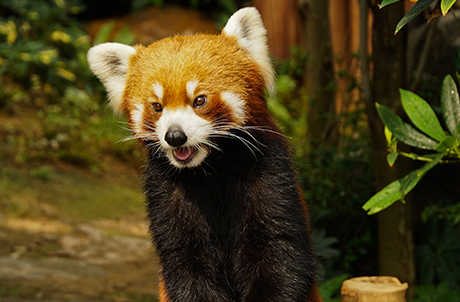 Photo 5: Red panda, Tai Shan, presses both paws onto the head of the pumpkin as it stands up-straight. Does it want to stretch, or is there something interesting in the front?