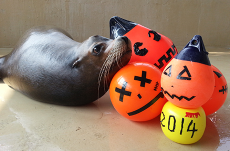 Photo 3a, 3b: At the Pacific Pier, an adorable sea lion sticks out its tongue after having a lot of fun with the spooky-face enrichments, while another is waiting patiently for other seals to share the fun.
