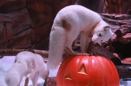 Photo 1a, 1b, 1c, 1d: The first-ever Hong Kong-born arctic fox pups, now 5-months old, curiously peeked into their first-ever pumpkin friend from all directions, and jumped onto the pumpkin to find out what it was made from, as they celebrate their first Halloween at the Park.