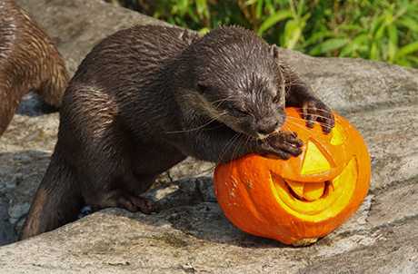 Photo 2a, 2b: At the Amazing Asian Animals, the Asian small-clawed otter stretches out both arms and gives the smiling pumpkin a warm embrace.