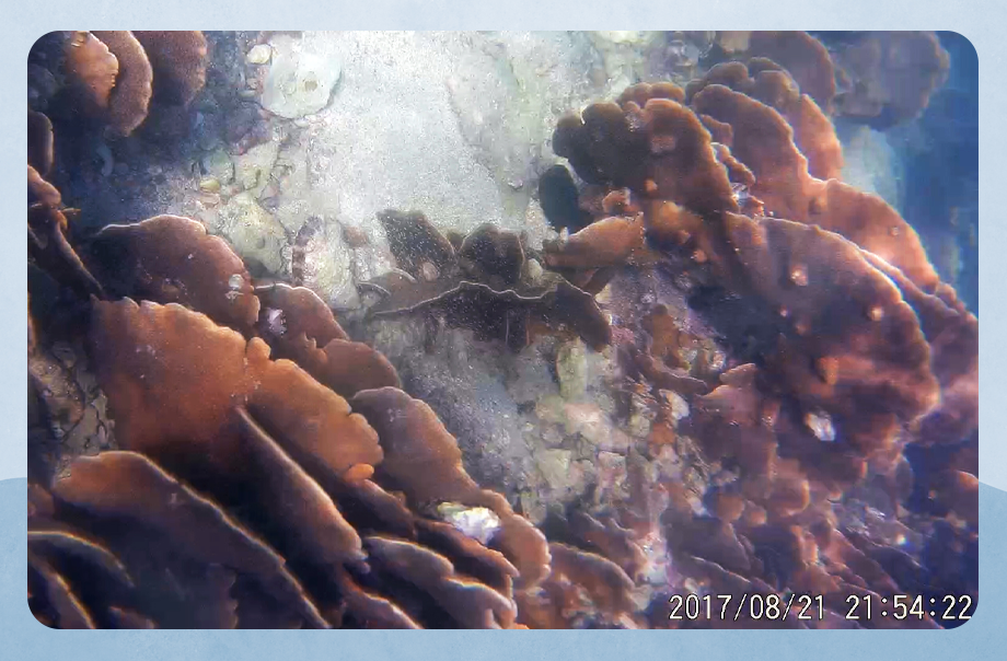 我發現香港珊瑚未有出現鈣化現象