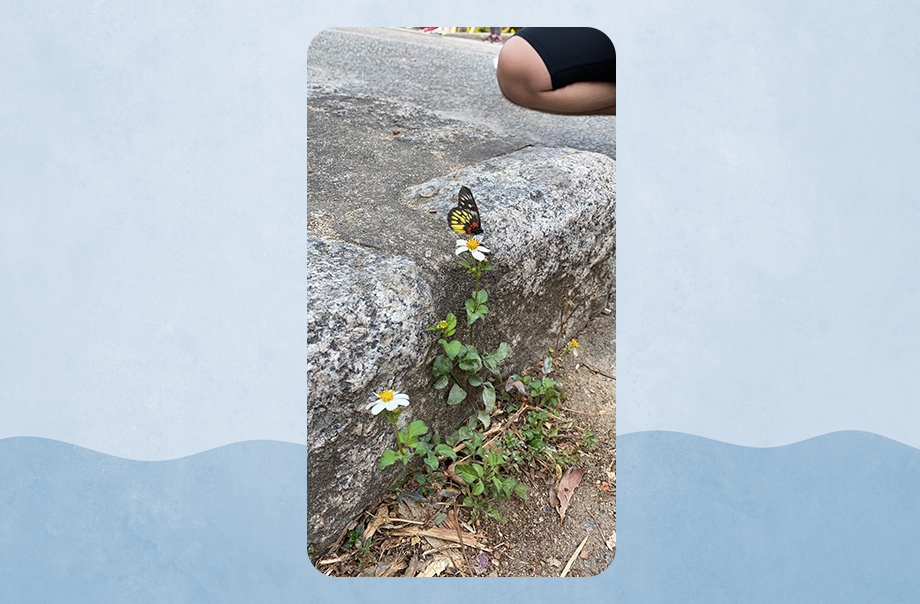 同學也找到蝴蝶的蹤影。