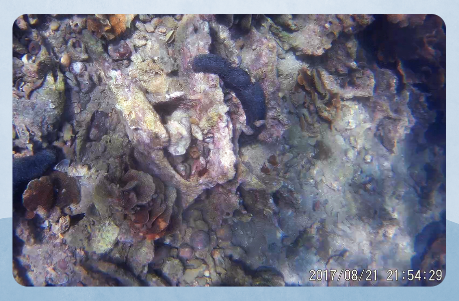 我發現十字牡丹珊瑚居住了很多海參