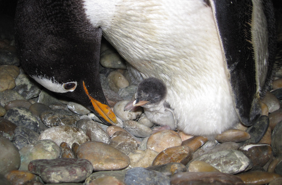 A gentoo penguin raising its chick