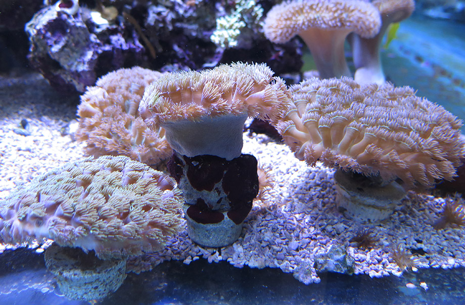 Growing coral